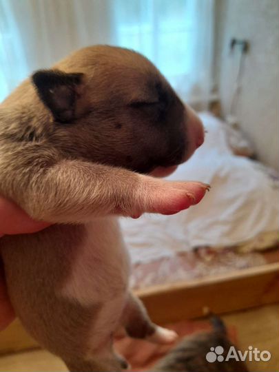 Щенки стандартного бультерьера