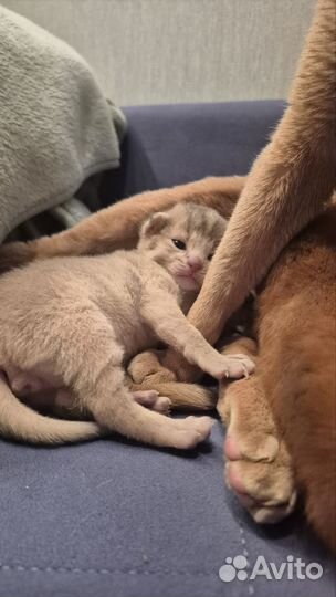 Абиссинские котята