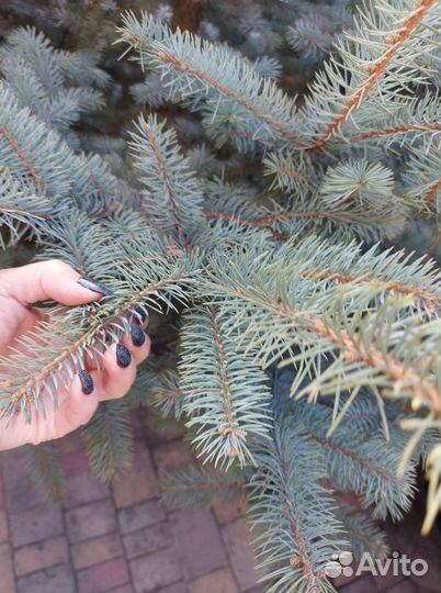 Ели от 1.2м