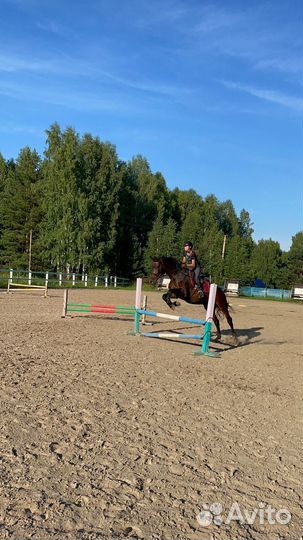 Продам коня, мерин