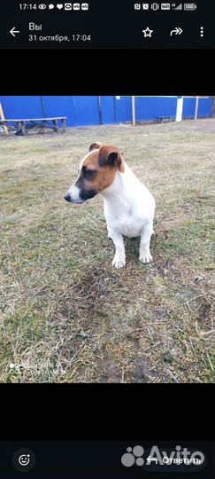 Джек рассел терьер