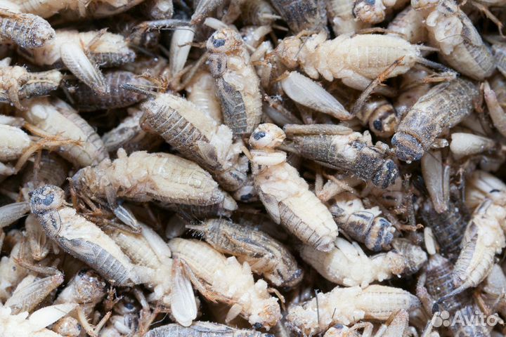 Домовые сверчки заморозка