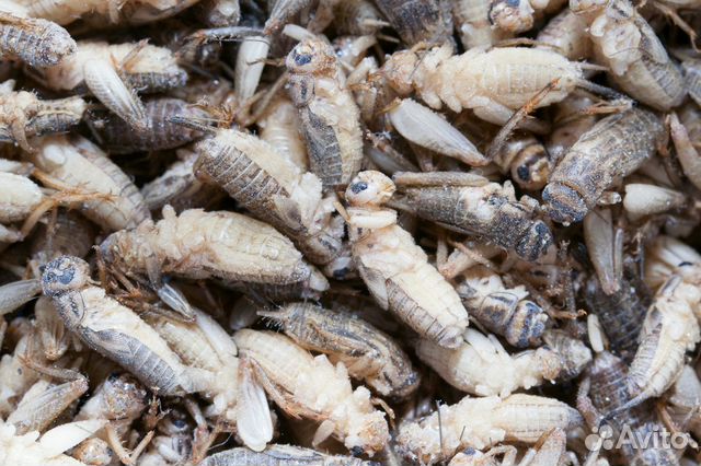 Домовые сверчки заморозка