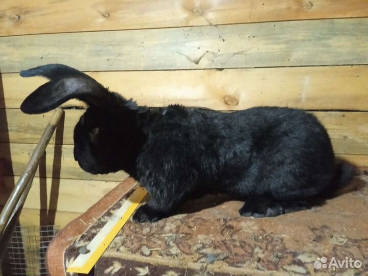 Кролики ризен