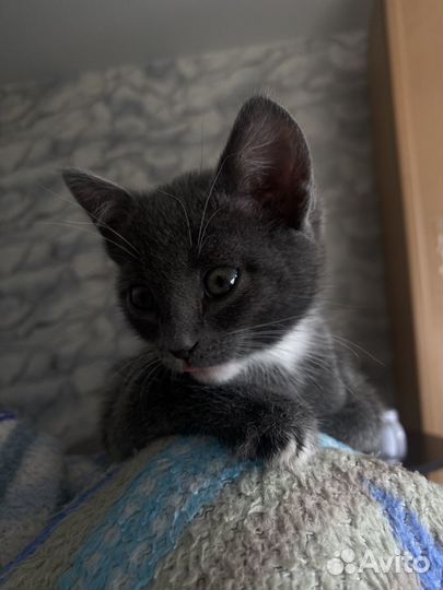 Котенок в добрые руки