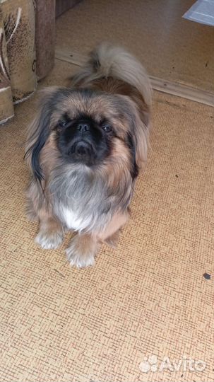 Вязка пекинес