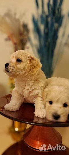 Мальтипу ф 1