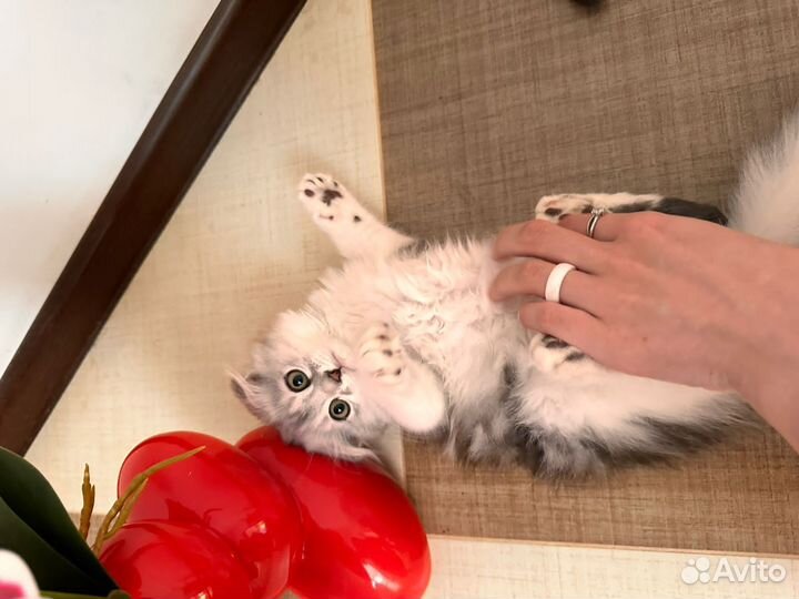 Шотландские вислоухие котята