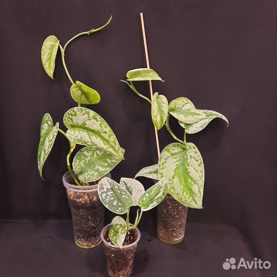 Сциндапсусы