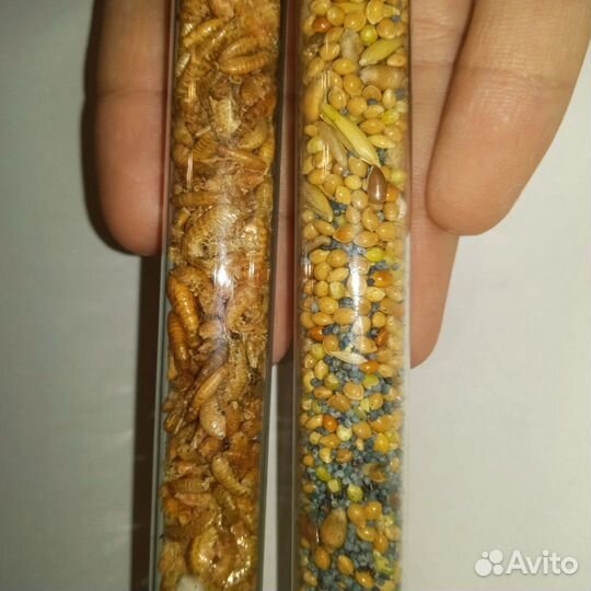 Корма для муравьев/других насекомых