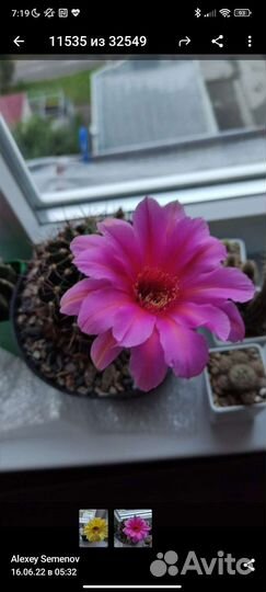 Гибридный эхинопсис семена