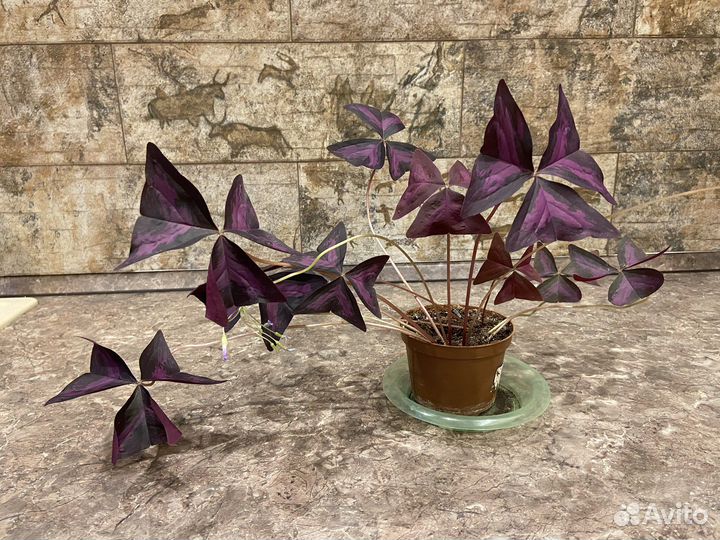 Кислица оксалис «День и ночь»