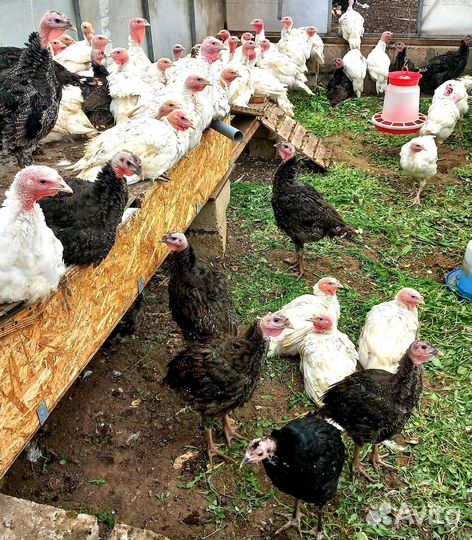 Мясо домашней индейки