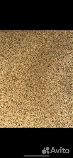 Семена горчицы