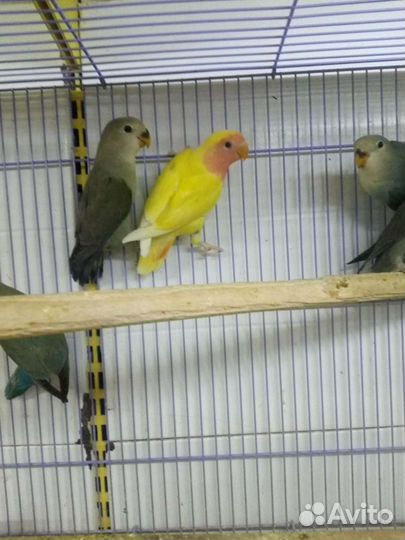 Неразлучники птенцы