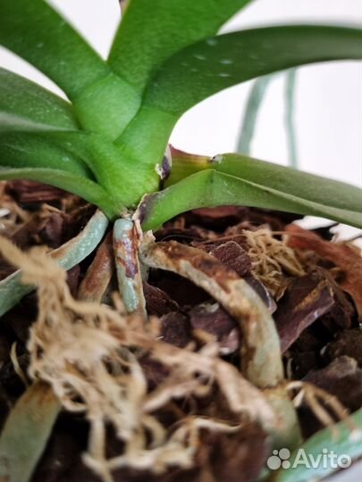 Орхидея фаленопсис