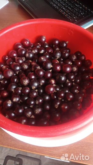 Яйца с деревни, доставка до подъезда