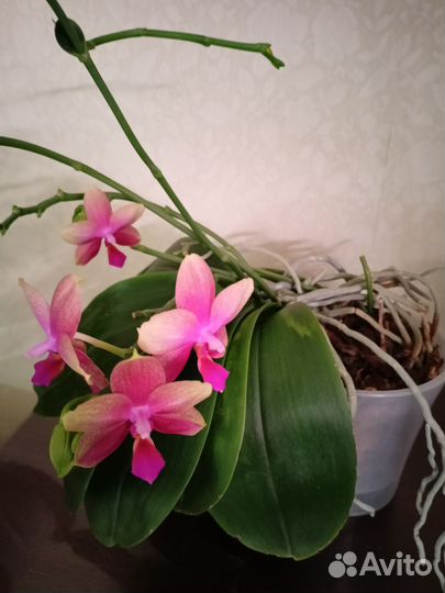 Орхидея фаленопсис мини purple princess