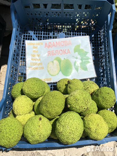 Маклюра адамово яблоко