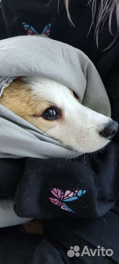 Передержка животных / Догситер