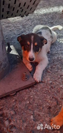 Двортерьер