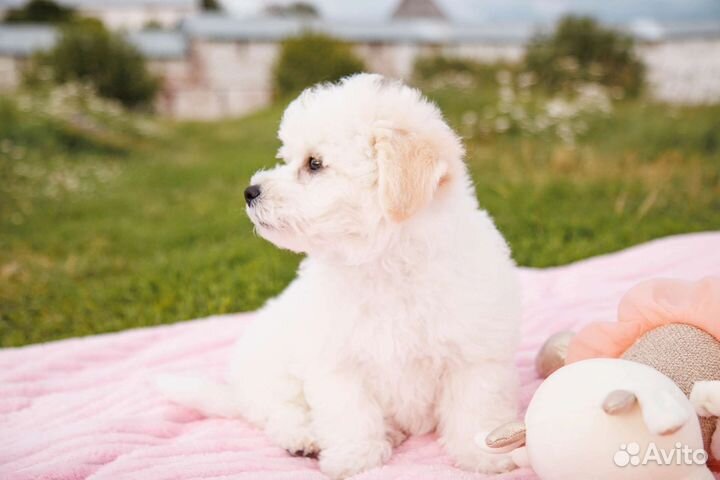 Щенки Бишон Фризе