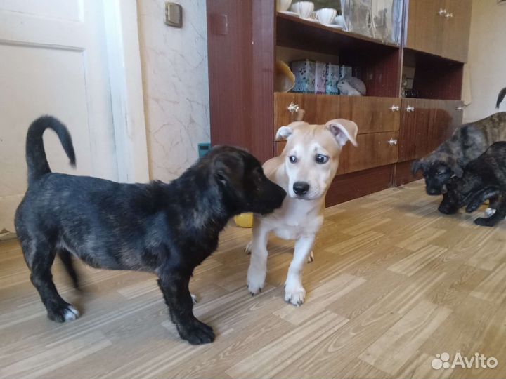 Собака в добрые руки отдам бесплатно
