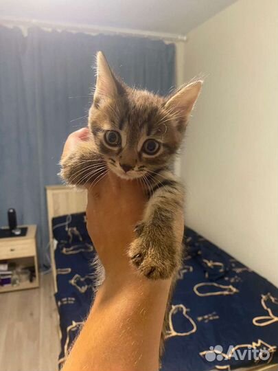 Кошка в дар бесплатно