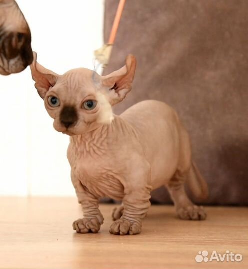 Бамбино,двельф девочка