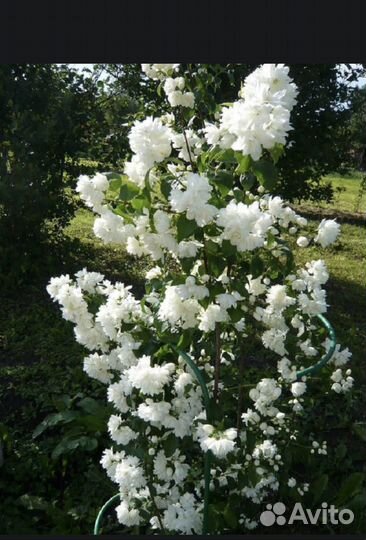 Жасмин, Родедендрон, гортензия