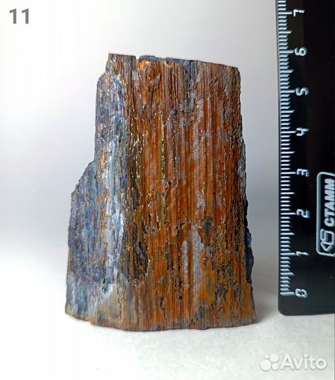 Палеонтология окаменелость Кордаиты