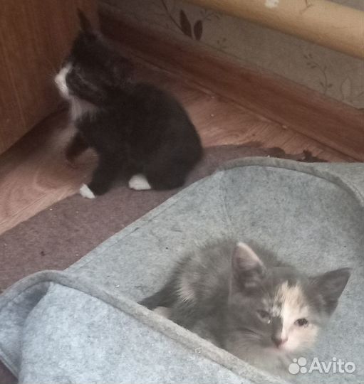 Отдам хорошеньких котят в хорошие руки