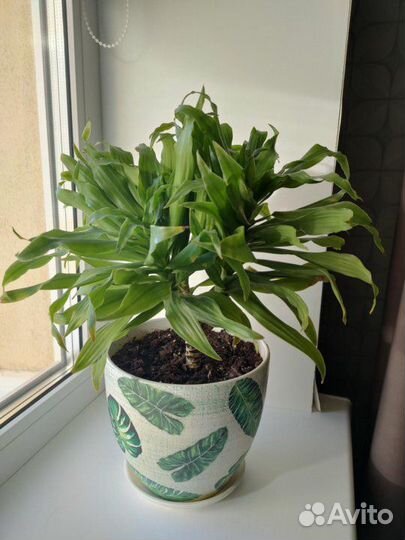 Цветок в горшке