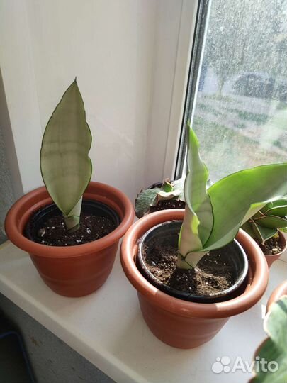 Сансевиерия Муншайн