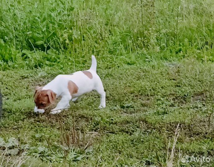 Джек Рассел терьер