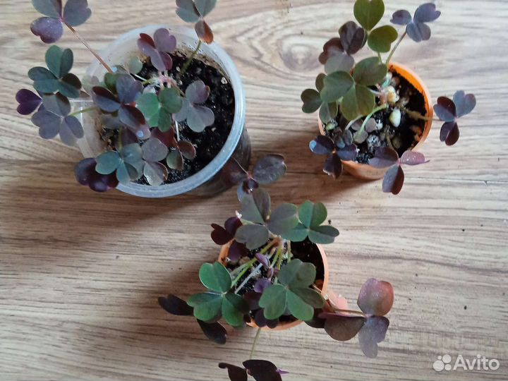 Оксалисы 3 вида