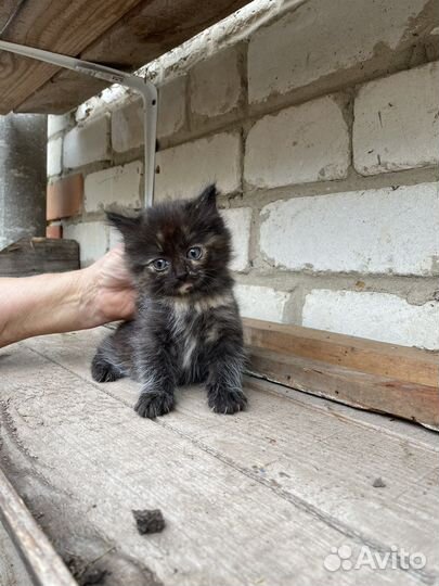 Отдам в добрые руки