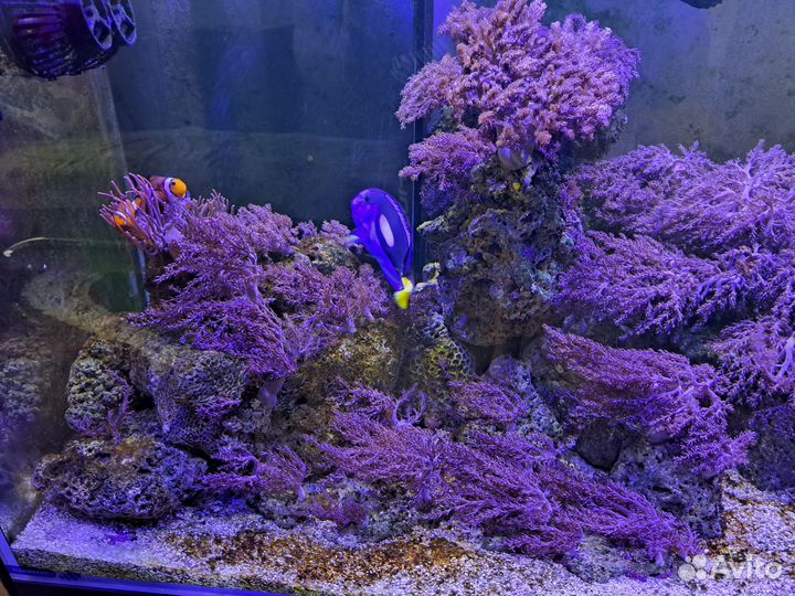 Продам аквариумных рыбок для морского аквариума