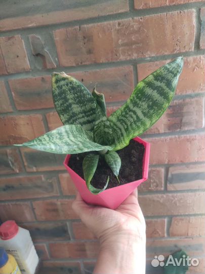 Сансевиерия