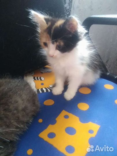 Кошка в дар бесплатно