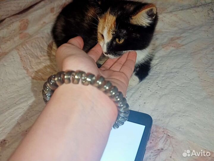 Трехцветный Котёнок(кошка)