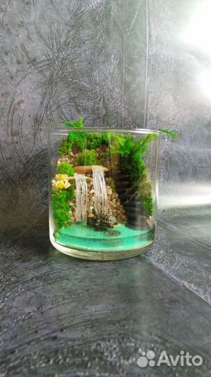 Флорариум с черепахой.Подарок