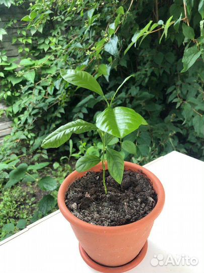 Лимонное дерево