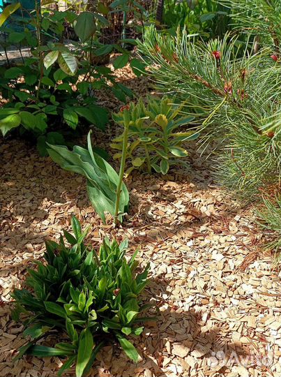 Мульча натуральная неокрашенная