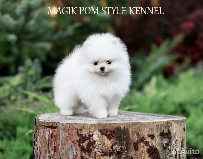 Померанский шпиц мини