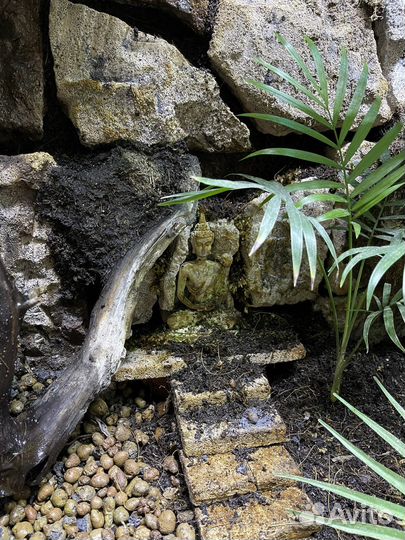 Большой террариум с хамелеоном и живыми растениями