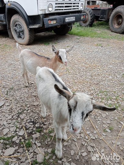 Козы дойные и козлята
