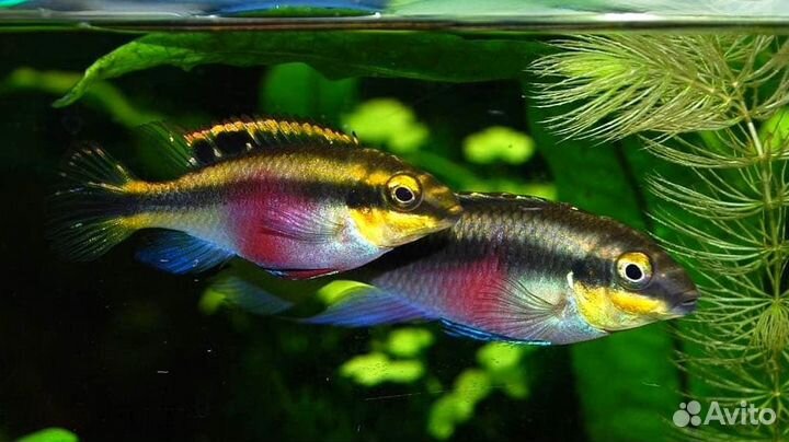 Пельвикахромис