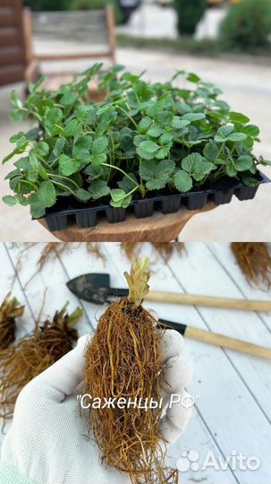 Рассада клубники опт/розница