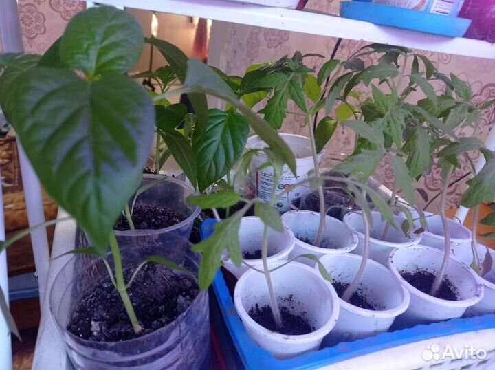 Рассада помидор и перцев